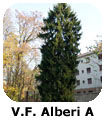 VF Alberi A